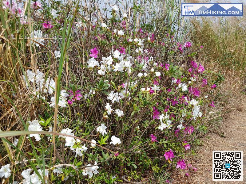 In the desolate hill, two very lush Rhododendron flowers suddenly appeared. The ordinary white flowers and red flowers looked gorgeous.