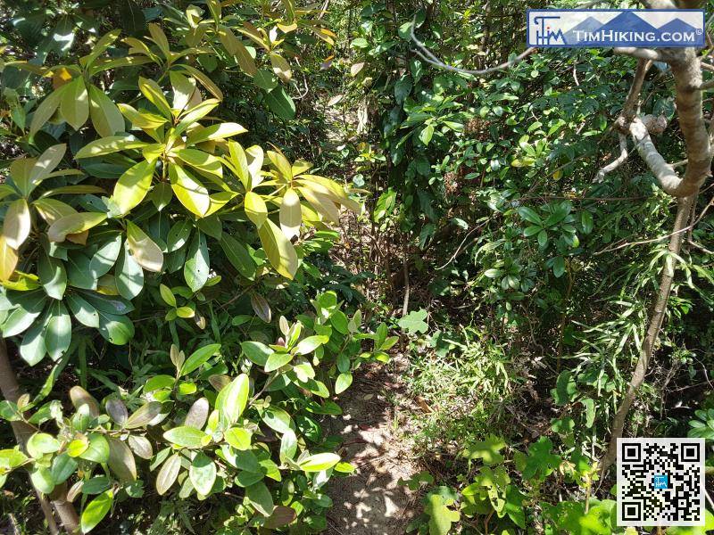 On the return journey, crossing the mountainside of Tai Yue Ngam Teng along is a good shortcut. However, the grass on this section is very dense, and some of it needs to be leaned through.