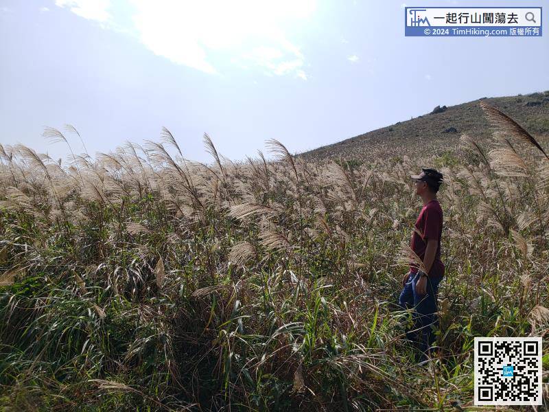 There is a large area of miscanthus here,