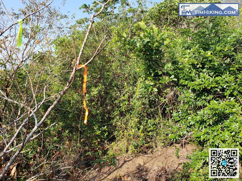 All the trails leading to Tai Tun have ribbons to guide the way, will see them with careful attention.