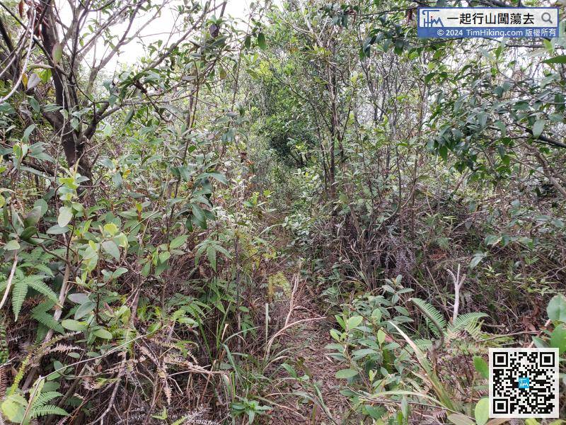 The next jungle section is a bit sloping. There are many trees beside the trail that can be used as handrails, so it is not difficult to walk.