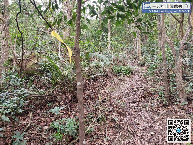 The entrance to Fung Niu Shek Ridge is very clear, and the ribbon guide is very sufficient. It is not a problem to identify the correct direction of the trail.