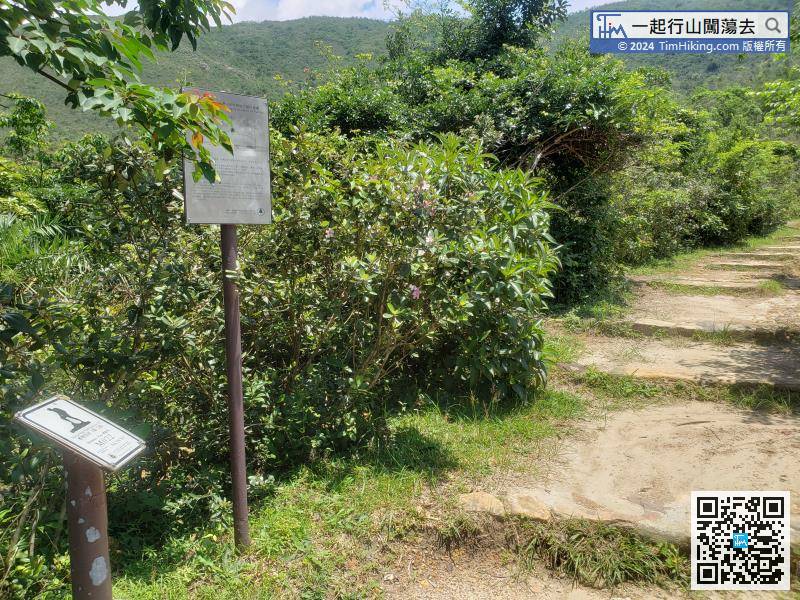 Leaving the sea level and starting to climb Sai Wan Shan, is also the most difficult part of the whole journey.