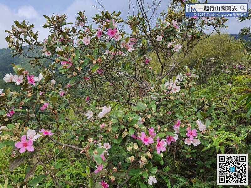 Now in May, will see many Rose Myrtle during the hike.