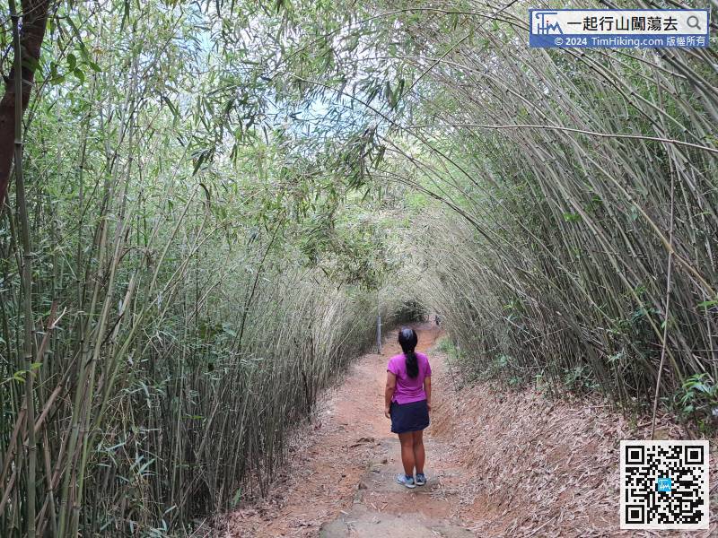 Step into the Pak Kong Ancient Trail for about 10 minutes, will then enter the Bamboo Tunnel of Pak Kong.