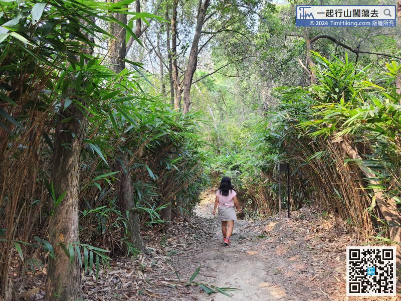 The first half is mainly mountain scenery, which is very different from the scenery in the second half. There are bamboo forest
