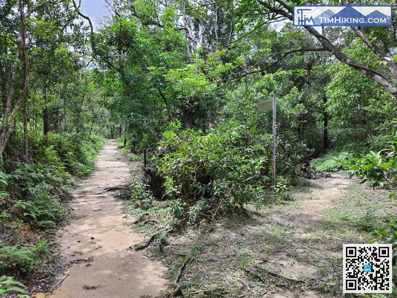 When coming to the next bifurcation, choose the widest main path. The small barren trail on the right is leading to Cheung Sheung grassland directly.