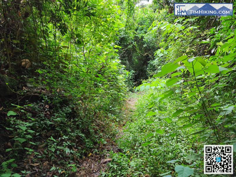 This trail is obviously fewer hikers, and there is a little more grass in a few places.