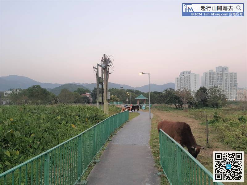 When coming to a field, the grassland is really big which is unexpected that Mui Wo have such grassland.