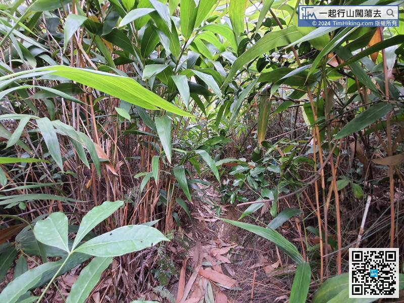 After crossing a pile of mountain graves, will cross a small bamboo forest,