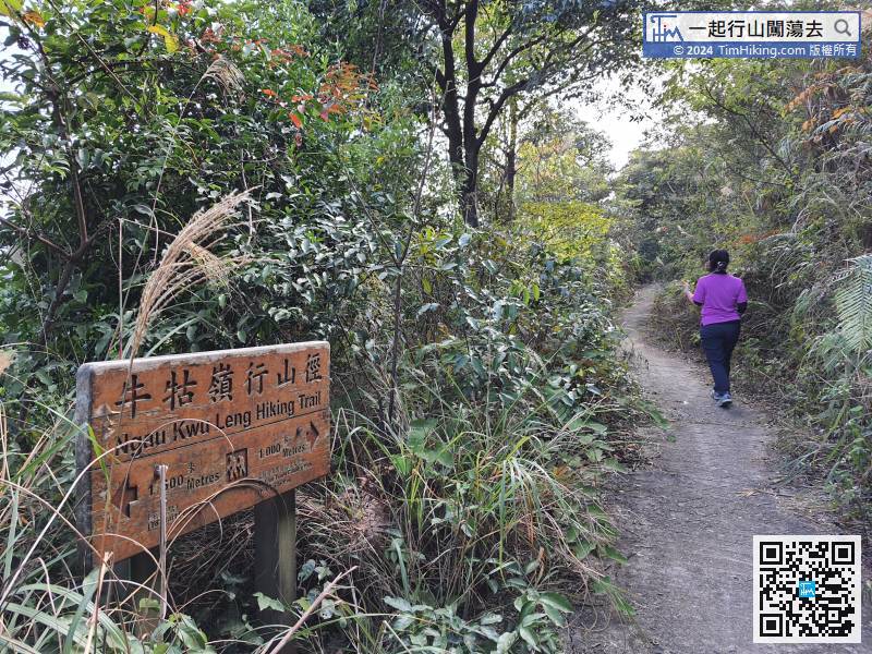 The back section of Ngau Kwu Ling Hiking Trail is narrower than the front section, some grass obscures the road,