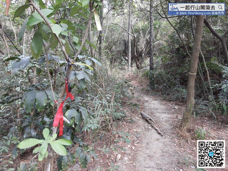 That is the barren trail to climb Tip Shek Teng, there are ribbons tied at the intersection, and the road embryo is very clear.