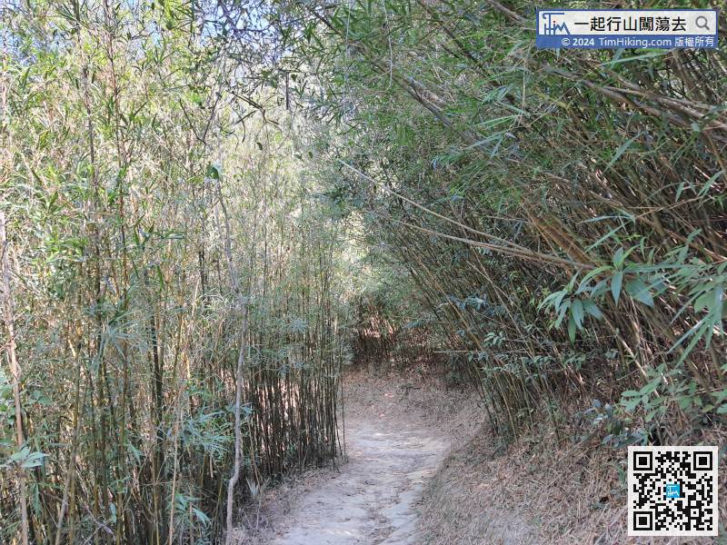 This bamboo forest is not long,