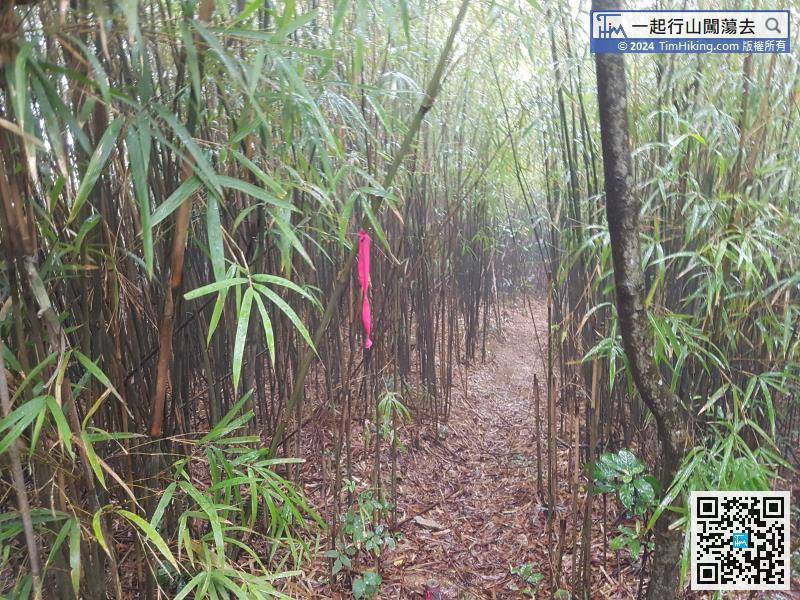 Walk to the end of the road, there is a ribbon at the bamboo forest.