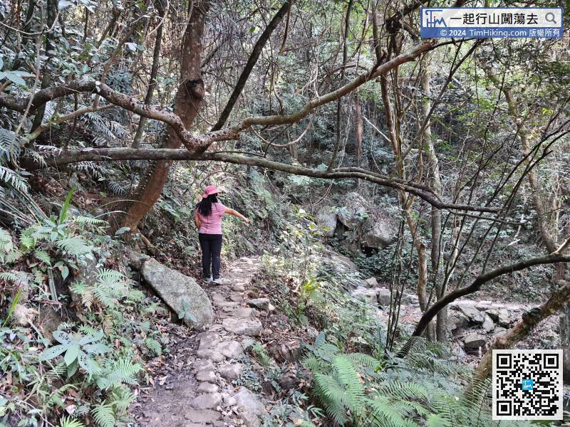 In the middle of Tsim Sha Path, the trail like an ancient trail.