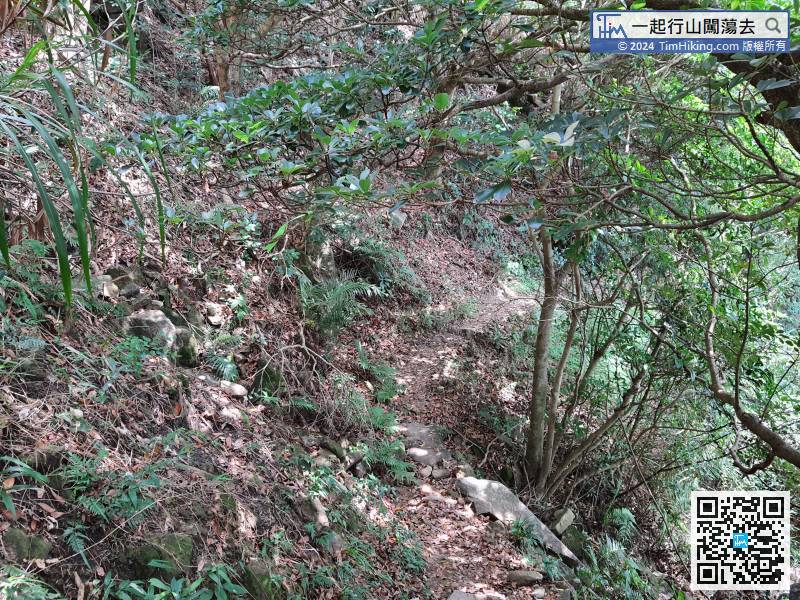 Continue along the Sheung Sze Forest Trail,
