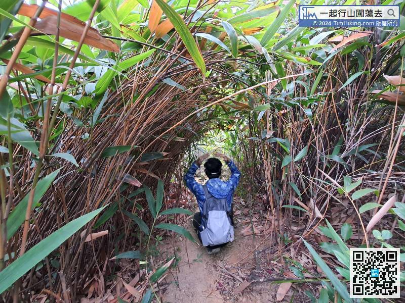 落山途中竟然有一条超短的竹林隧道，为落山的路程加添了不少乐趣。