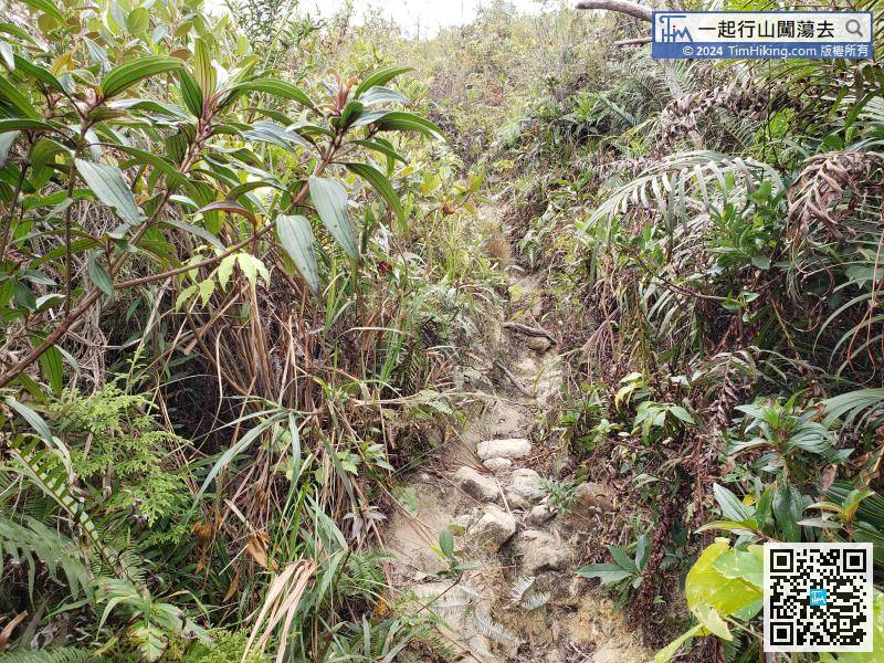 There is actually only one mountain trail, basically there is no bifurcation before going to Wo Liu Tun.
