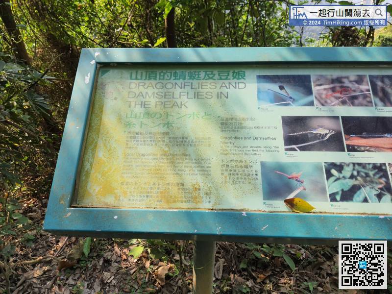 The next information plates are about Dragonflies and Damselflies in the Peak,