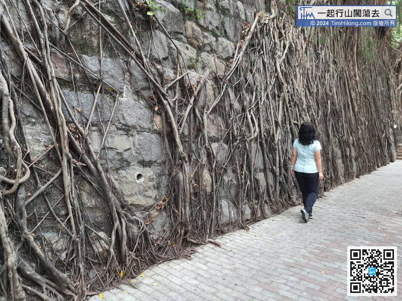 Take the MTR to Kennedy Town, turn left at Exit C, and you will see the Stone Wall Tree,