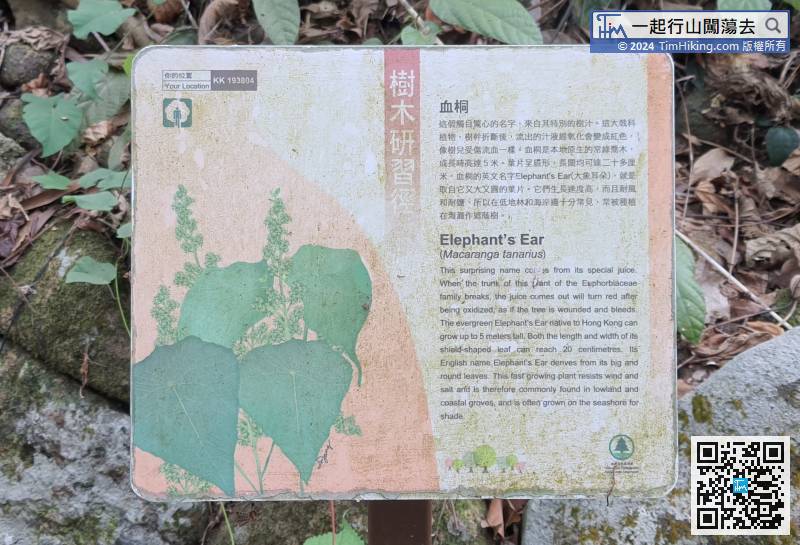 As the route is reversed, the first information plate is Elephant's Ear. Its characteristic is that after the trunk is broken, the sap that flows out will turn red after oxidation, like blood.