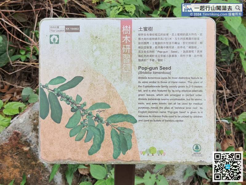 Following is a series of information plates, including Pop-gun Seed. The tree stem has a texture like a honeydew melon, which is the biggest feature of Pop-gun Seed; 