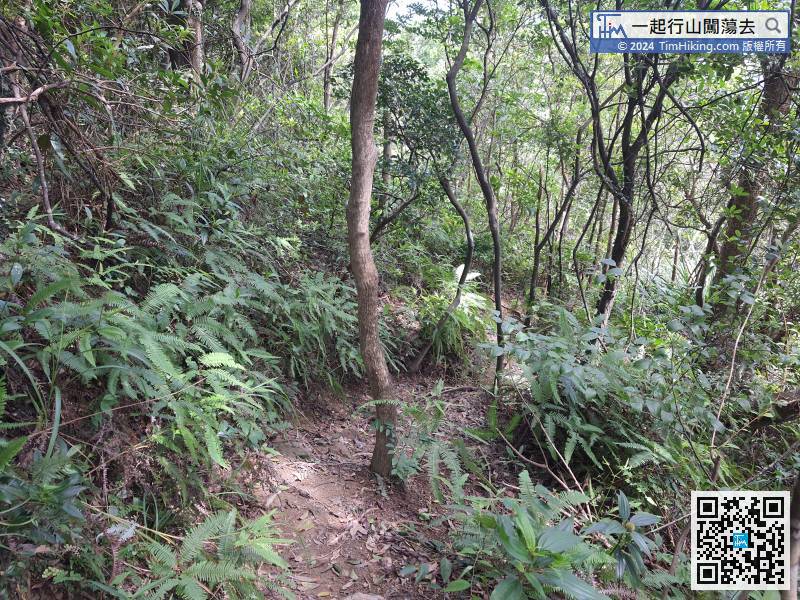 This section of the mountain trail is relatively narrow,