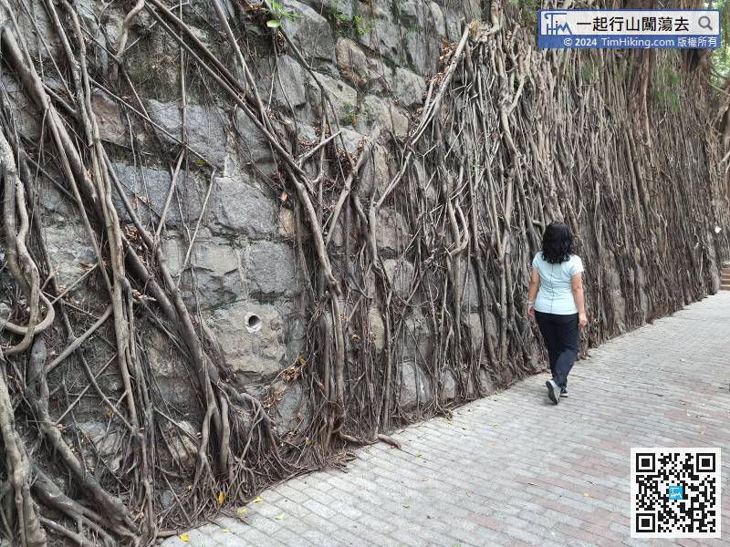 Take the MTR to Kennedy Town, turn left at Exit C, and you will see the Stone Wall Tree,