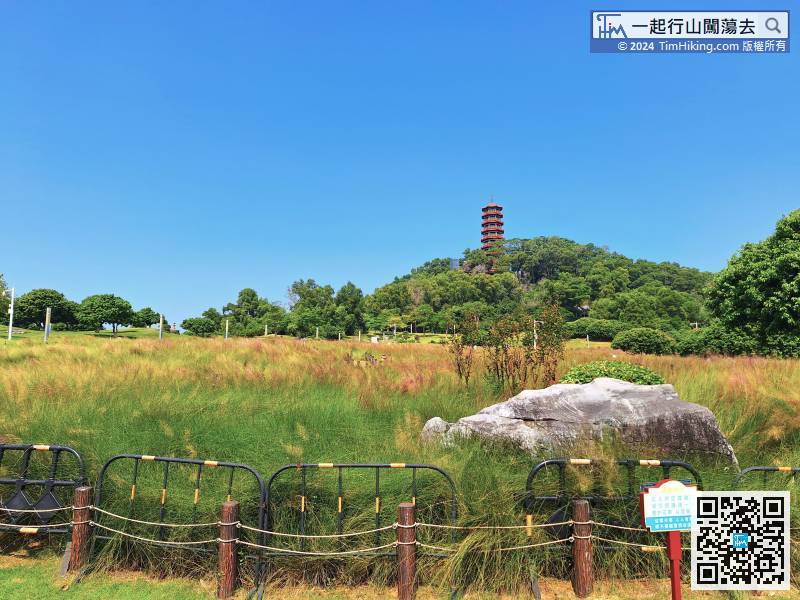 After entering the park, you will immediately see the Minghe Pagoda, and in front of you is a large sea of Muhlenbergia Capillaris.