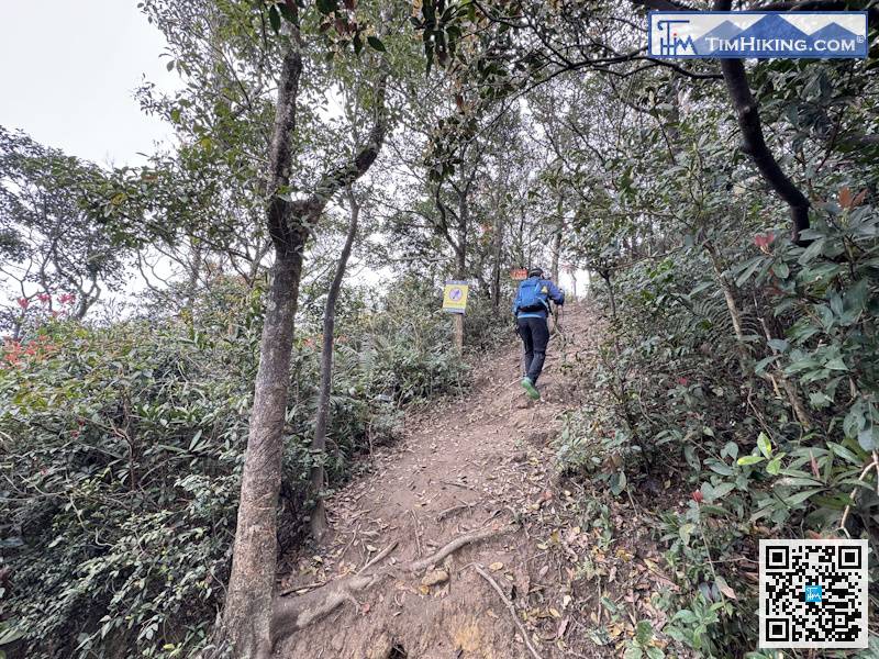 循陡峭的野路行上去，进入经望郎归去东涌的路，