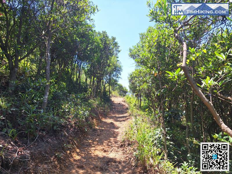沿山路继续走，便会稍稍地离开小三洲樱花林，