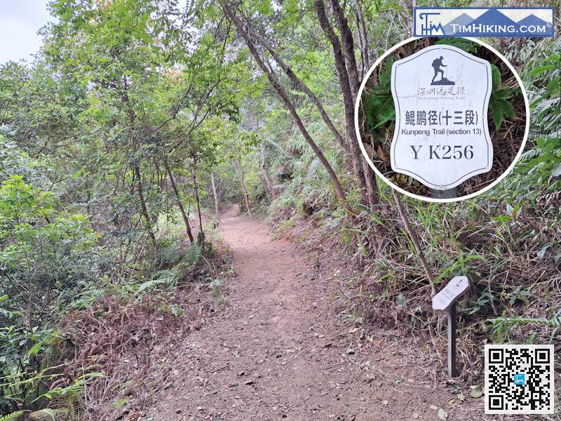 禾雀花林之後，就會見到標距柱YK256，