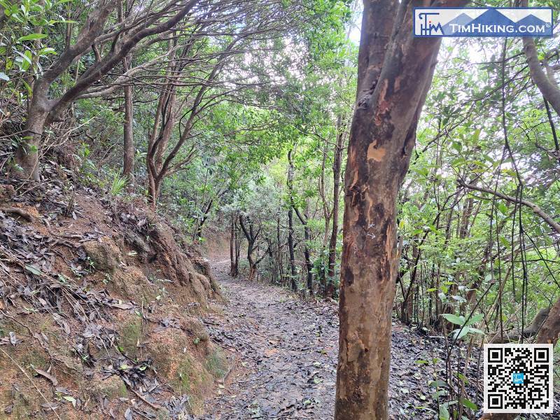 The Beacon Hill Gully section ends here.