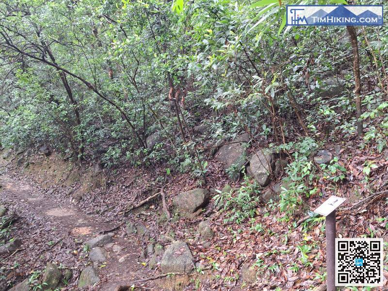 Since we are on the MacLehose Trail, of course, we can find the distance post of the MacLehose Trail.