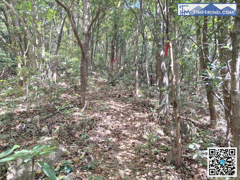 有一些路枯葉比較多，路胚比較模糊，