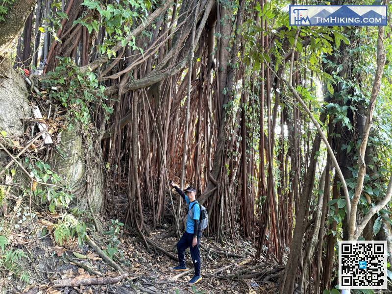 来的一棵超大榕树下，实在是宏伟的大自然建筑，不妨影一会相。